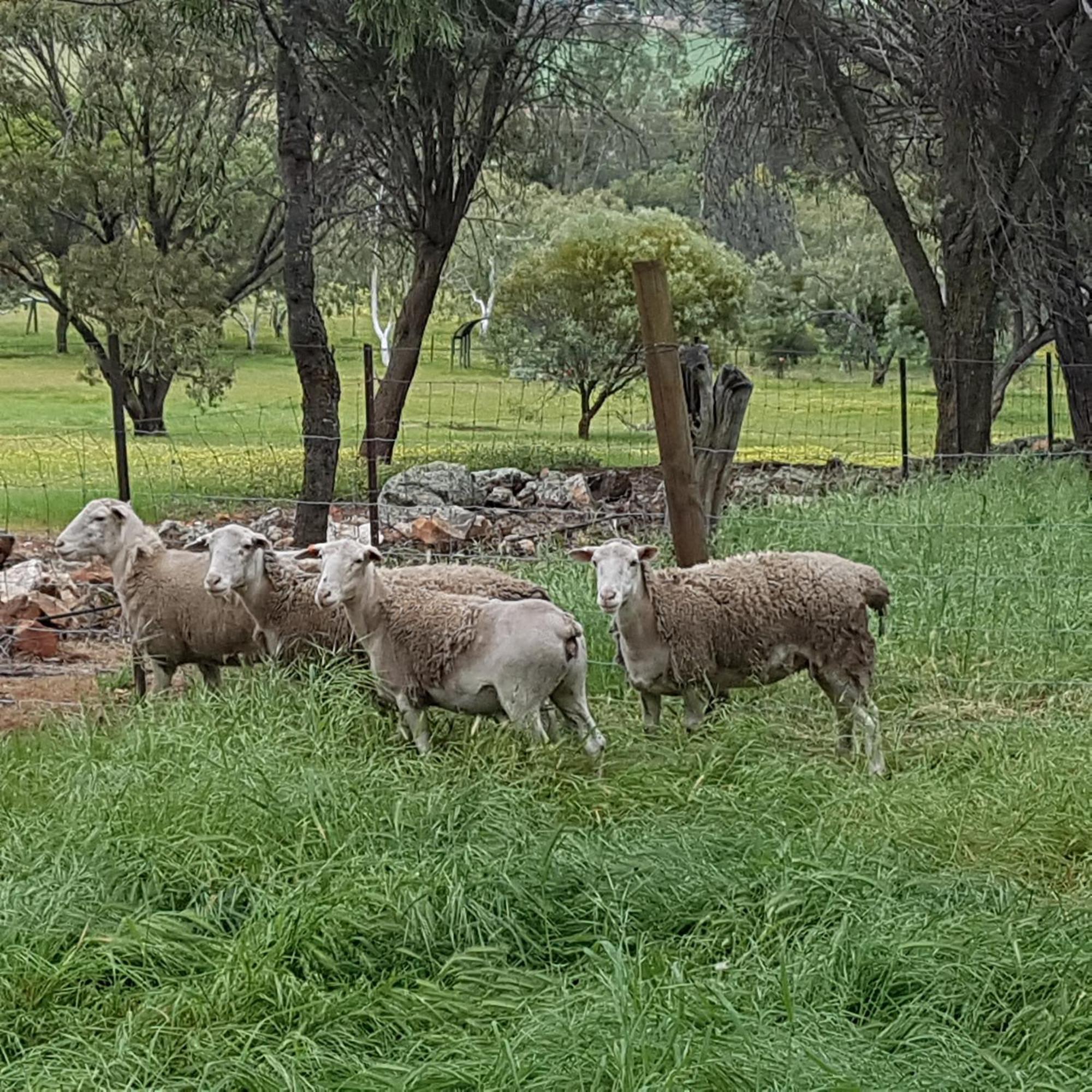 Pecan Hill Bnb Toodyay Buitenkant foto